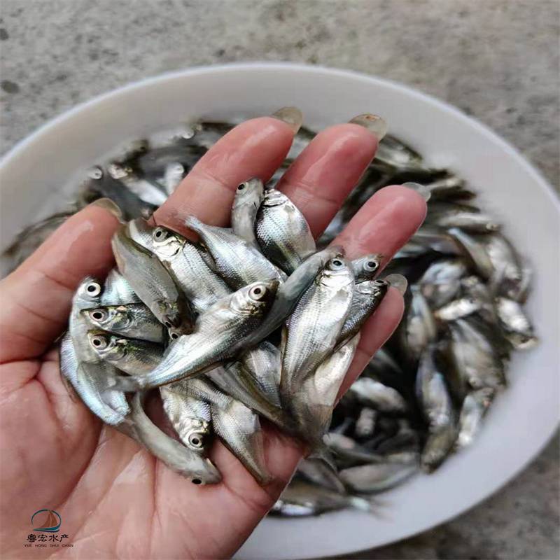 廣東三角鯿魚苗易成活三角魴魚苗少病害圖片