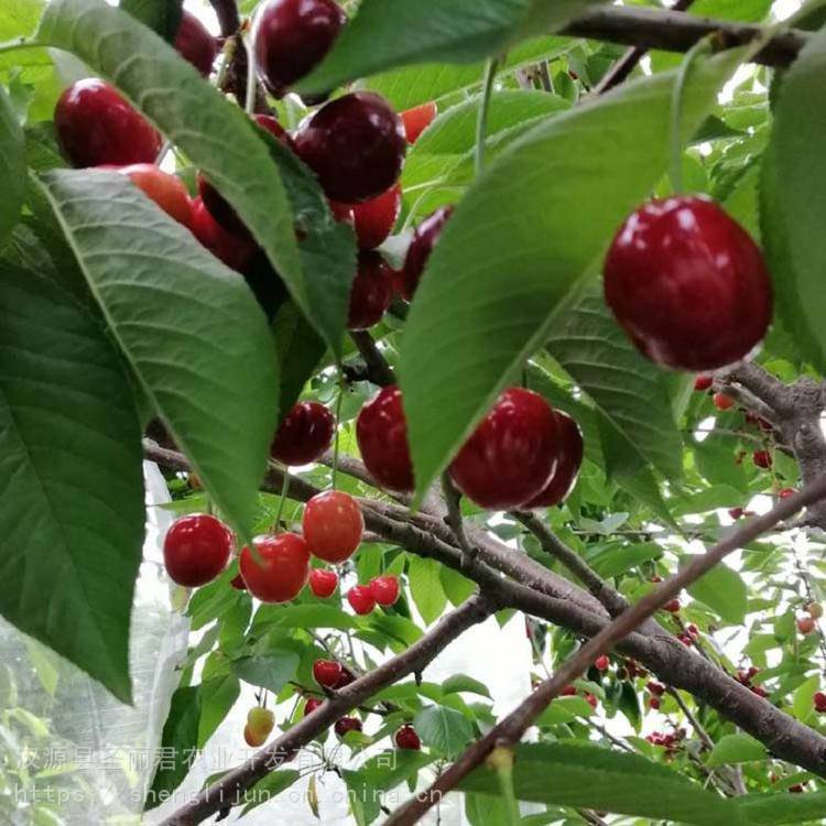 宾库大樱桃拉宾斯大樱桃价格大樱桃苗圣丽君