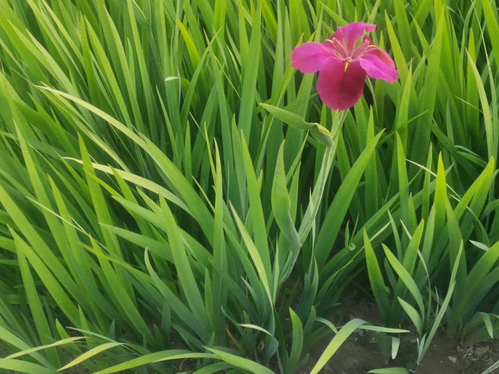 水葱,千屈菜,黄菖蒲,水菖蒲,石菖蒲,花菖蒲,花叶菖蒲,玉蝉花,紫莎草