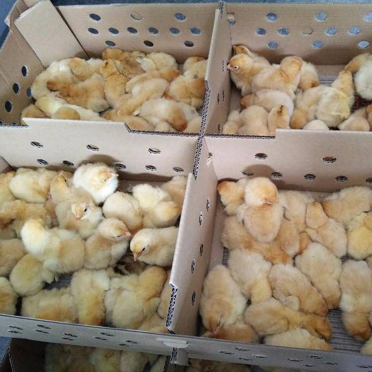 脱温红玉鸡苗批发土鸡苗代育九斤红鸡苗红玉鸡苗养鸡苗场批发