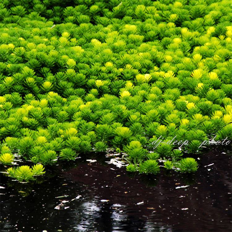 批发水生植物金鱼藻水体绿化水质净化公园湿地沉水植物
