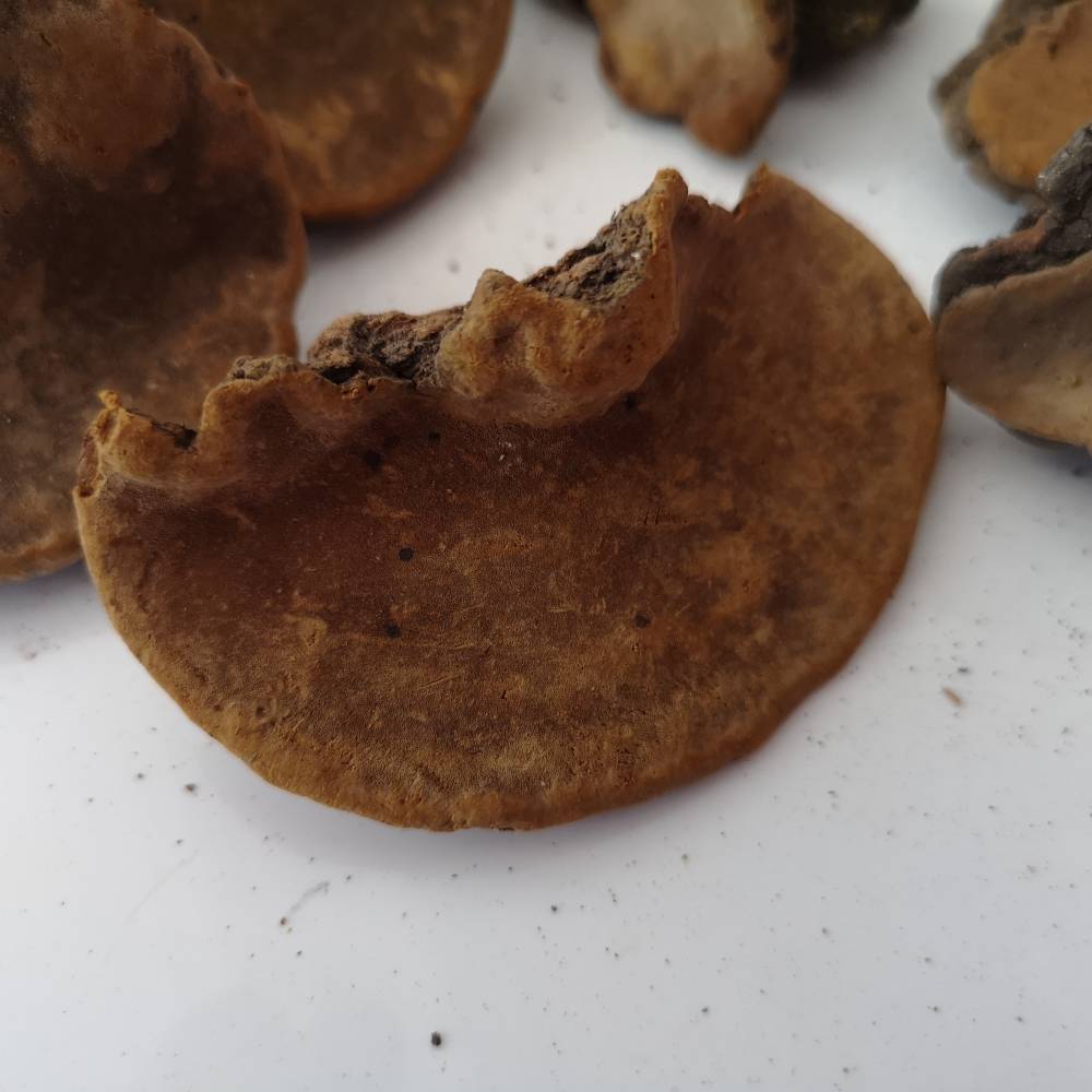 野生桑耳批发价格桑黄哪里买到野生的