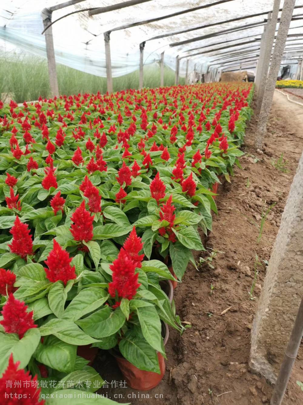 山東雞冠花基地價格雞冠花種植基地