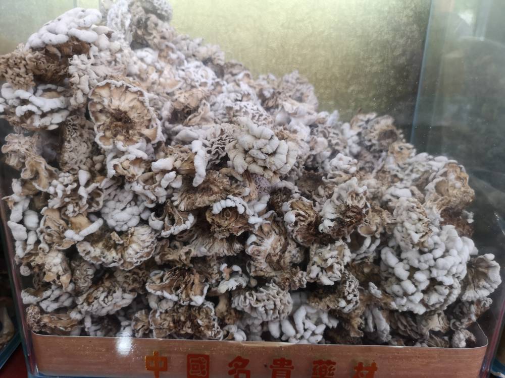 正宗的雪莲菌多少钱一斤