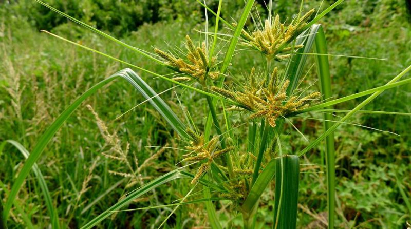 四川大量细叶莎草水生地被植物莎草苗