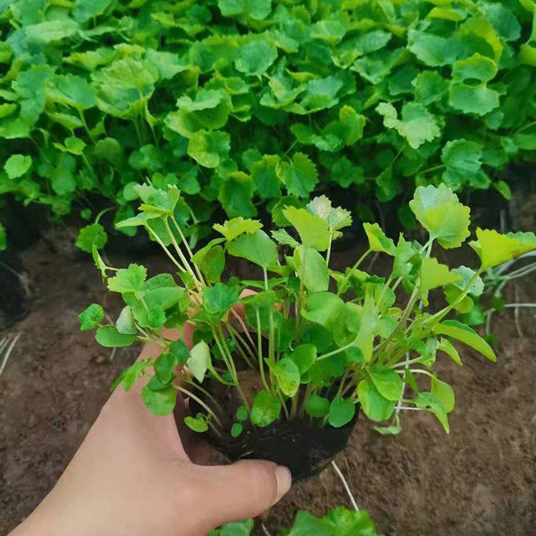 基地供应二月兰花箱花卉出售二月兰