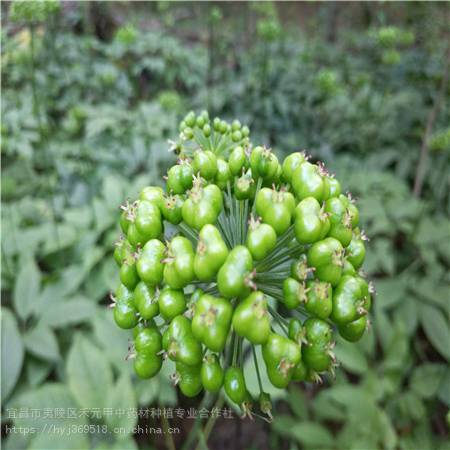 湖南郴州野三七栽培管理竹節參供應求購竹節參種植基地