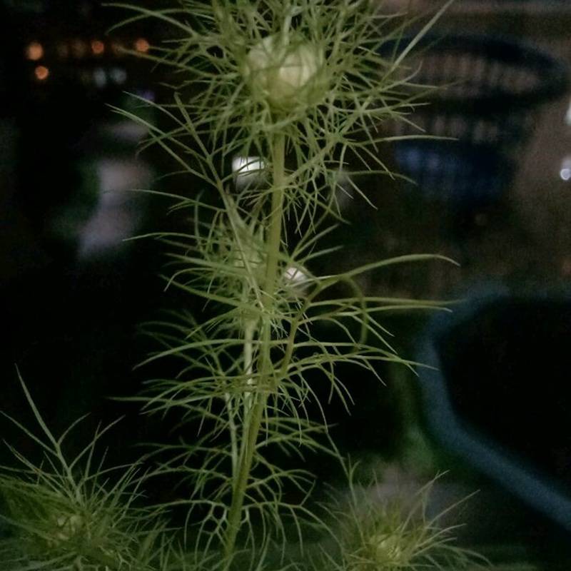 销售波斯宝石种子 种子批发 波斯宝石观赏性好 景观花籽发芽率高