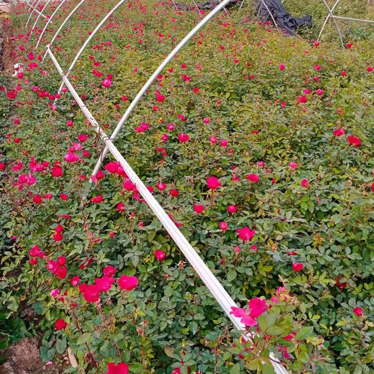 山東多色大花月季花箱花卉多色大花月季種植基地