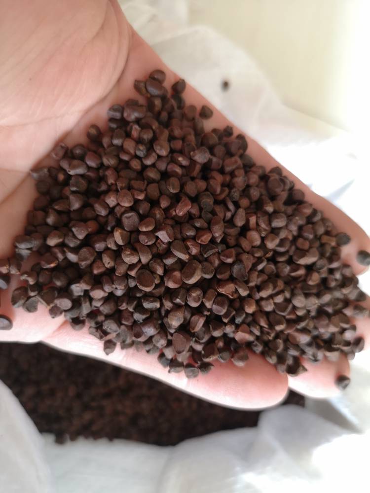 马莲子药用用法及用量马蔺子药用有什么药效