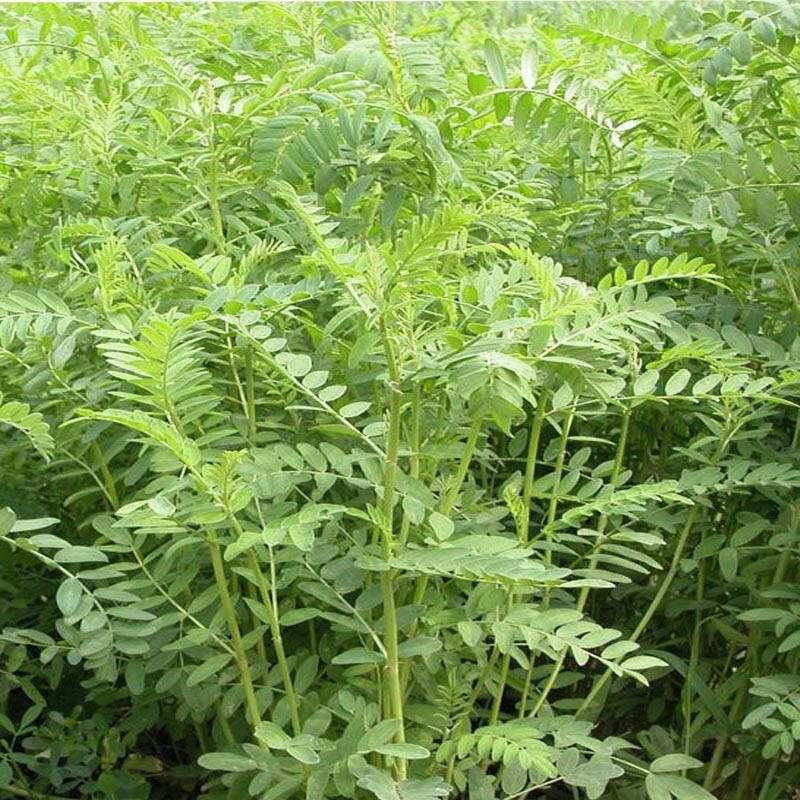 【销售批发优质牧草 沙打旺种子批发 进口在生牧草种子 产量高】图片