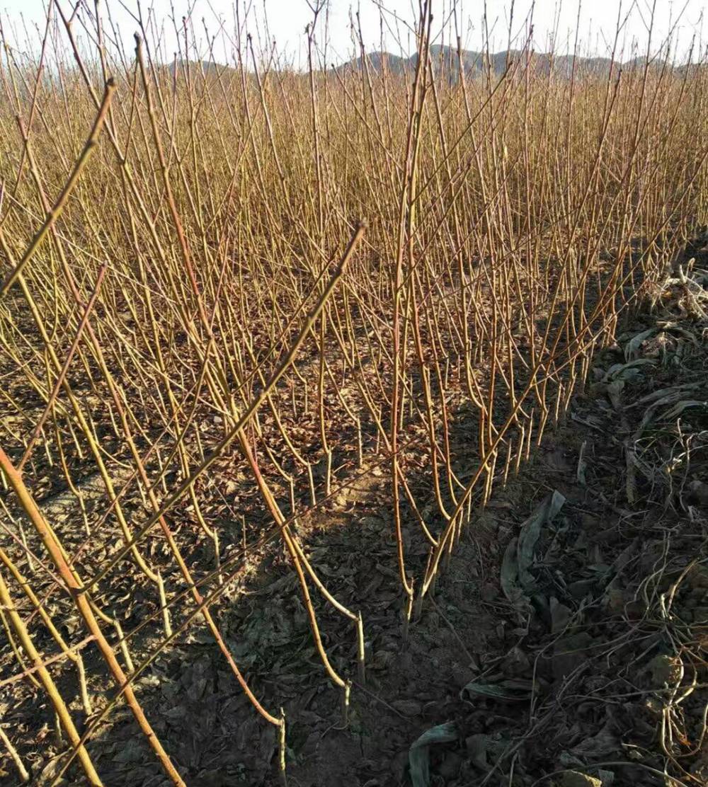 淺談提高桃苗油蟠11桃苗果樹苗品種好重慶桃樹苗批發基地