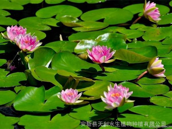 绿化睡莲苗人工湖睡莲种苗睡莲基地销售价格低