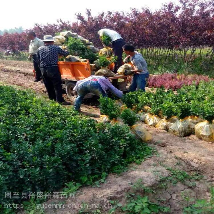 关中树苗基地 玫瑰 观花树苗送货栽植 圆形冬青球