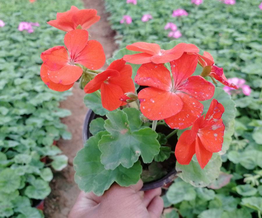 采购天竺葵天竺葵批发天竺葵花卉哪里卖天竺葵价格