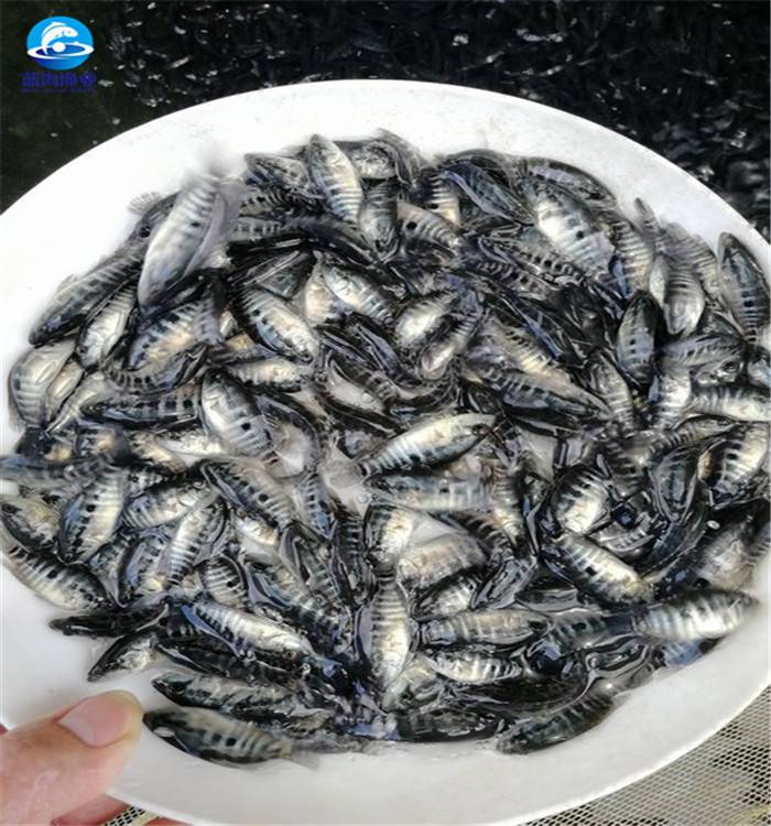 貴港石斑魚鮭點石斑魚廠家求購淡水石斑魚苗