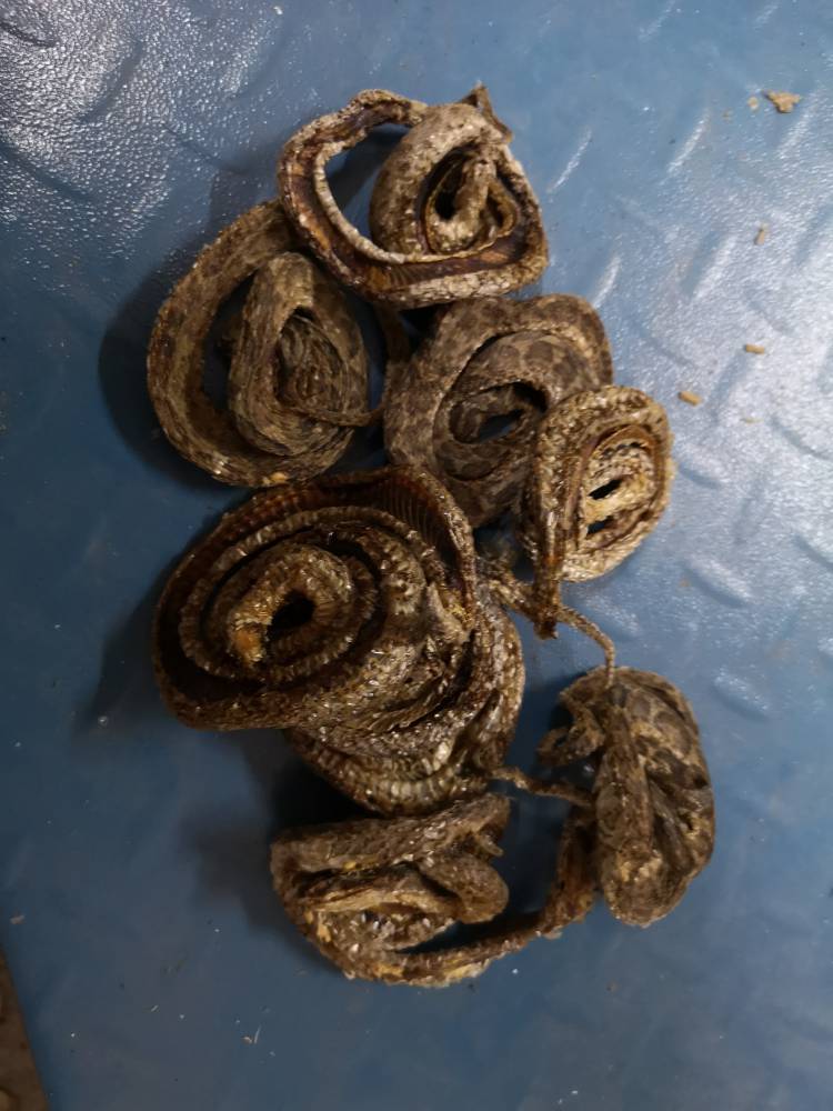 银环蛇功效与作用白带蛇产地批发价格多少钱一条