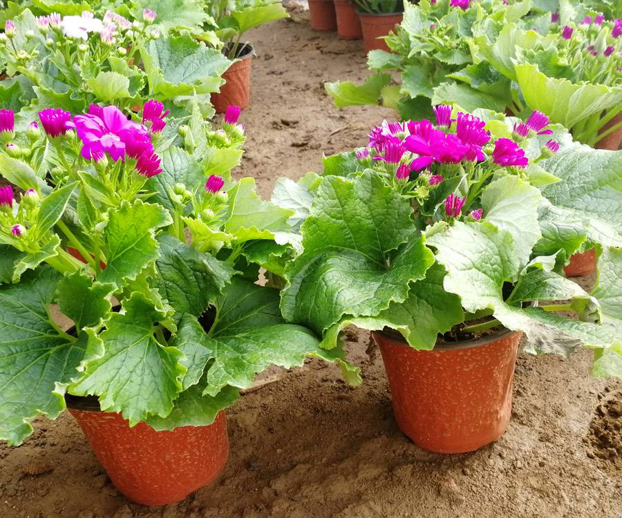 山东瓜叶菊杯苗供货求购盆栽瓜叶菊价格时令草花瓜叶菊工程苗