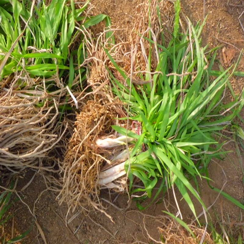 大量出售黄花菜苗金针苗萱草抗旱抗寒好成活