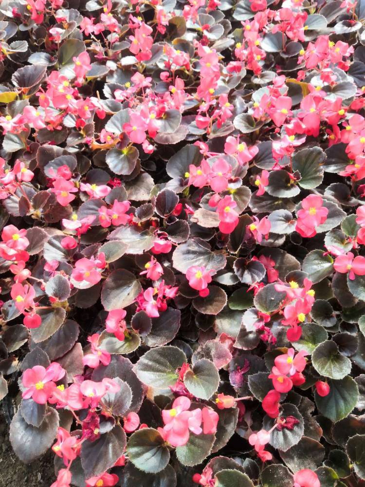 红叶四季海棠哪里有 红花四季海棠批发 粉花四季海棠批发,绿叶海棠