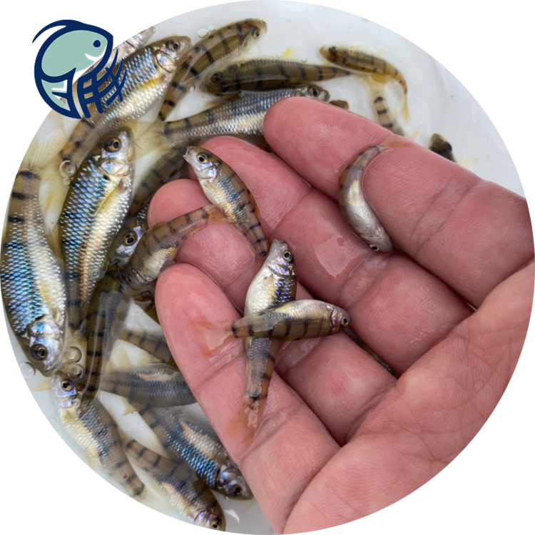 芦山淡水石斑鱼苗供应商赤点石斑鱼苗多少钱珍珠石斑鱼苗