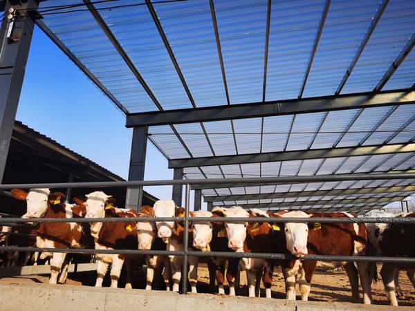 福成股份1万头肉牛繁殖场于2021年12月18日建成