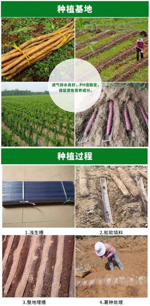 1米广西山浅生槽塑料定向引导槽山药u型槽淮山种植模具