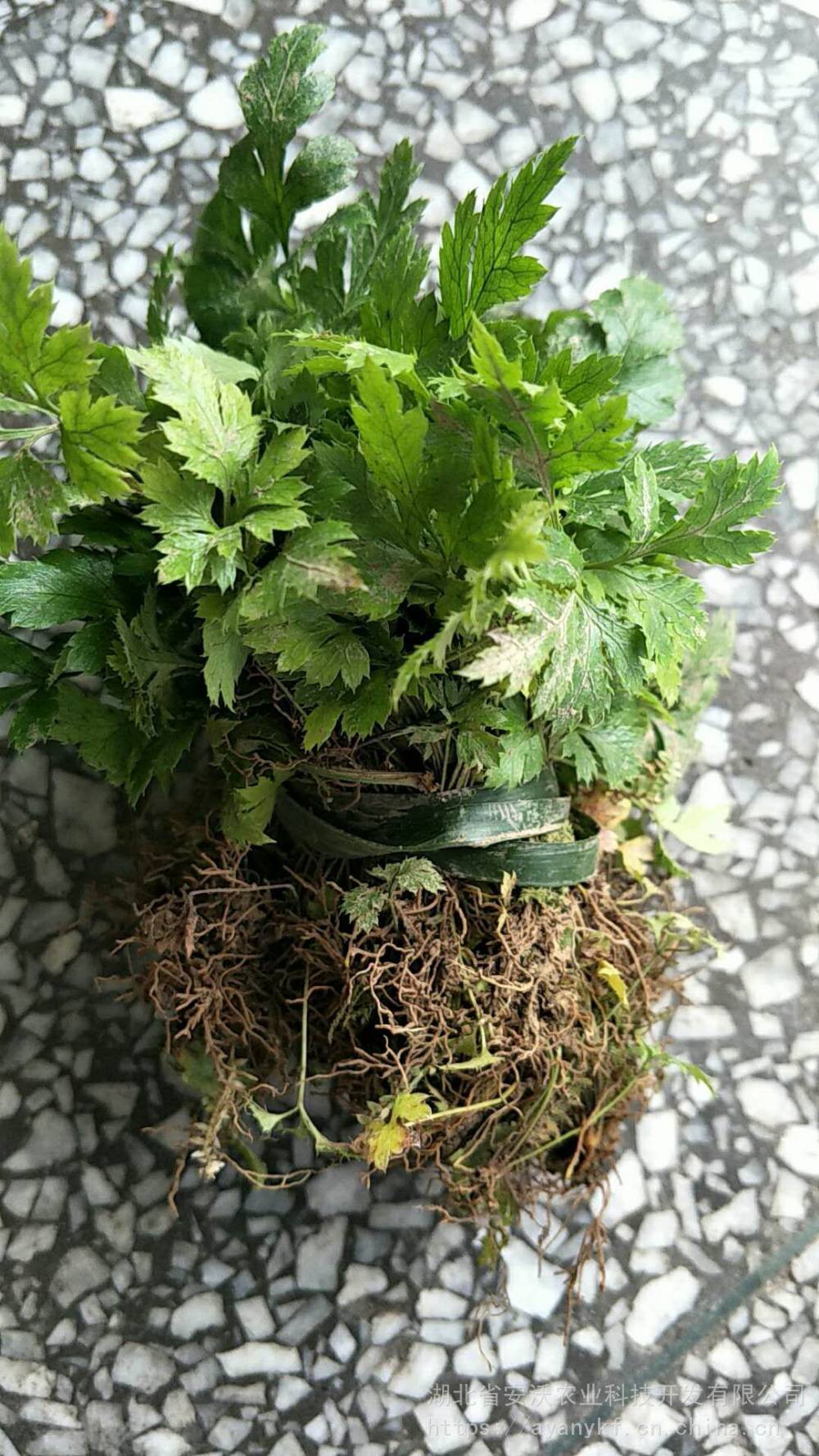 供应黄连种苗鸡爪连黄连苗子三年黄连移栽苗黄连苗