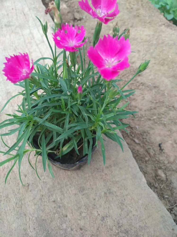 欧石竹种植基地欧石竹批发石竹报价欧石竹小苗