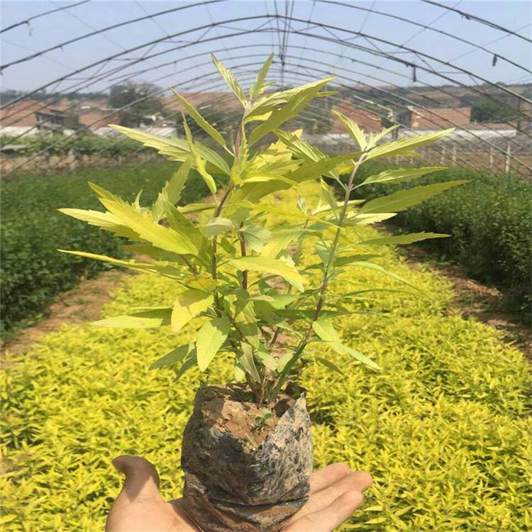 基地供应 金叶莸彩叶开花植物耐寒耐旱耐盐碱 庭院美化观赏 适应性强 规格齐全