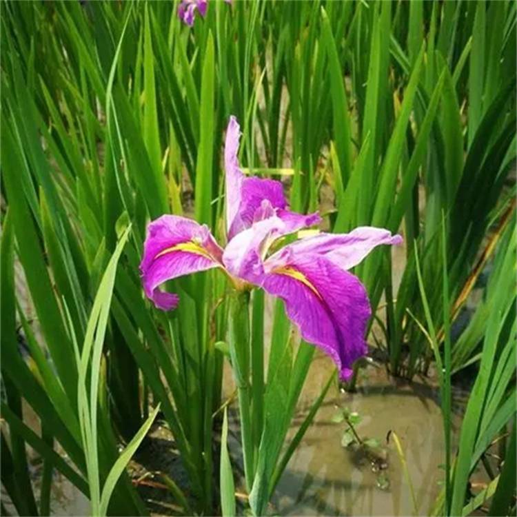 苗圃供应常绿水生鸢尾沼泽绿化环境美化材料四季常绿