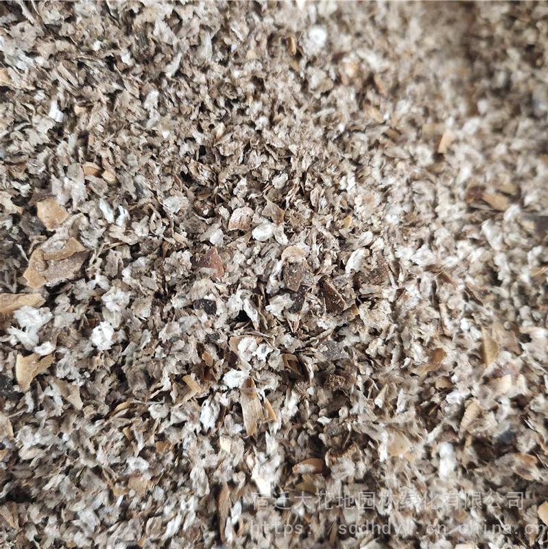 新采摘林木种子泡桐种子发芽率高价格便宜批发价