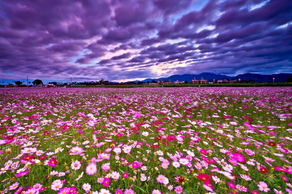 波斯菊种植基地山东波斯菊批发波斯菊杯苗波斯菊花海工程苗波斯菊容器