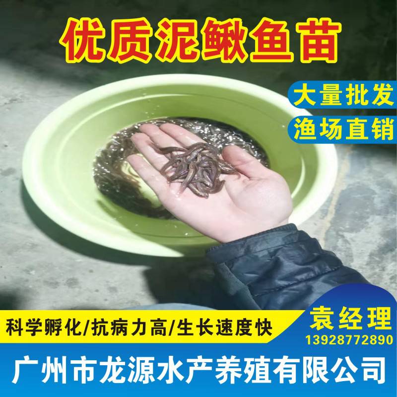 广州龙源水产供应台湾泥鳅苗 泥鳅苗批发 泥鳅寸苗