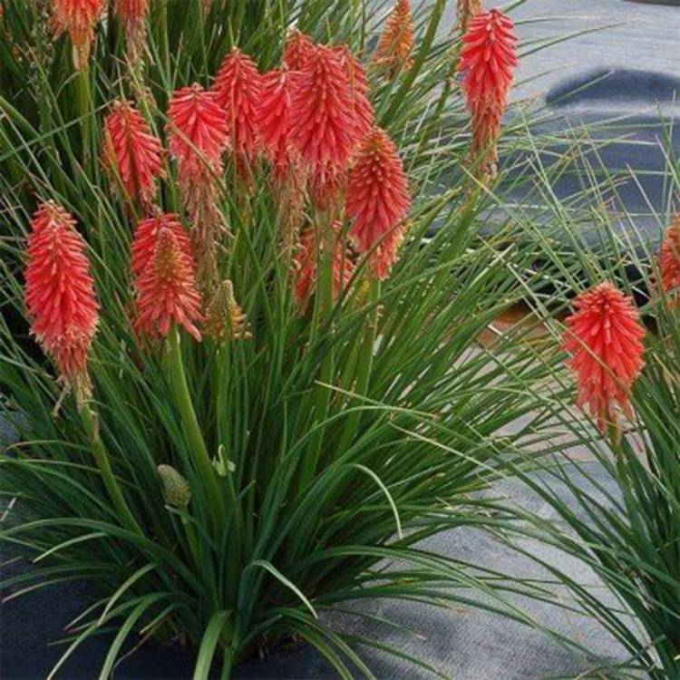 基地种植火炬花道路草花火炬花小苗