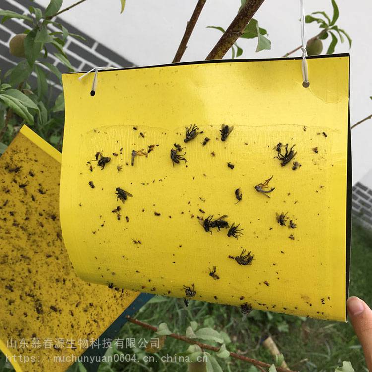 果实蝇诱虫板农业植保实蝇粘胶板粘虫板粘食蚜蝇慕春源