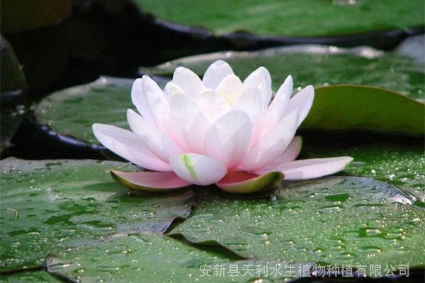 耐寒睡莲基地,适合河道睡莲种植,花期长品种多样