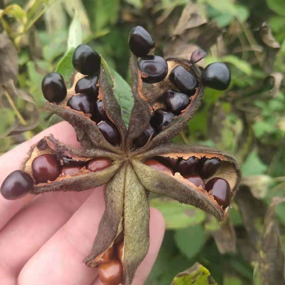 首页>餐饮生鲜>农作物种子,种苗>药材种子,种苗>优良凤丹牡丹种苗种植