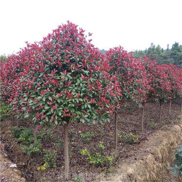 红叶石楠树江苏便宜8公分10公分红叶石楠树视频
