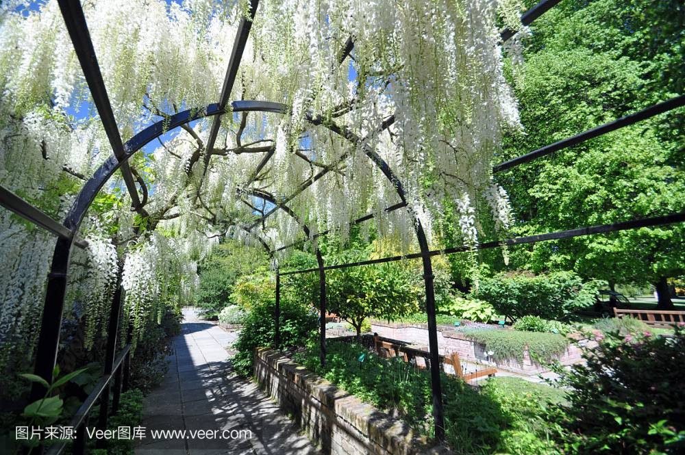 河南信阳春晖牌白色紫藤安了寺白色紫藤日本进口紫藤品种花量大花期长