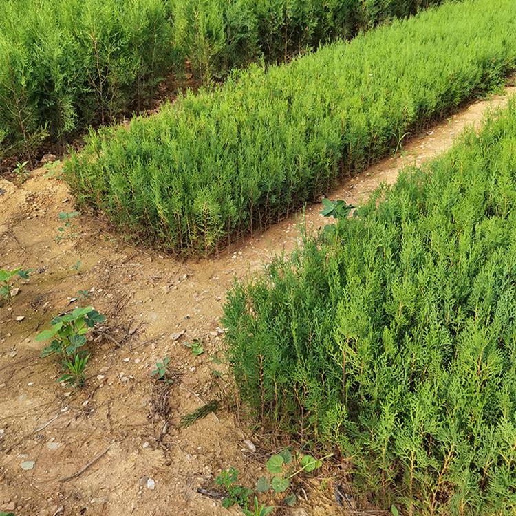 出售侧柏篱荒山道路绿化苗木净化空气城市绿化隔离带绿篱