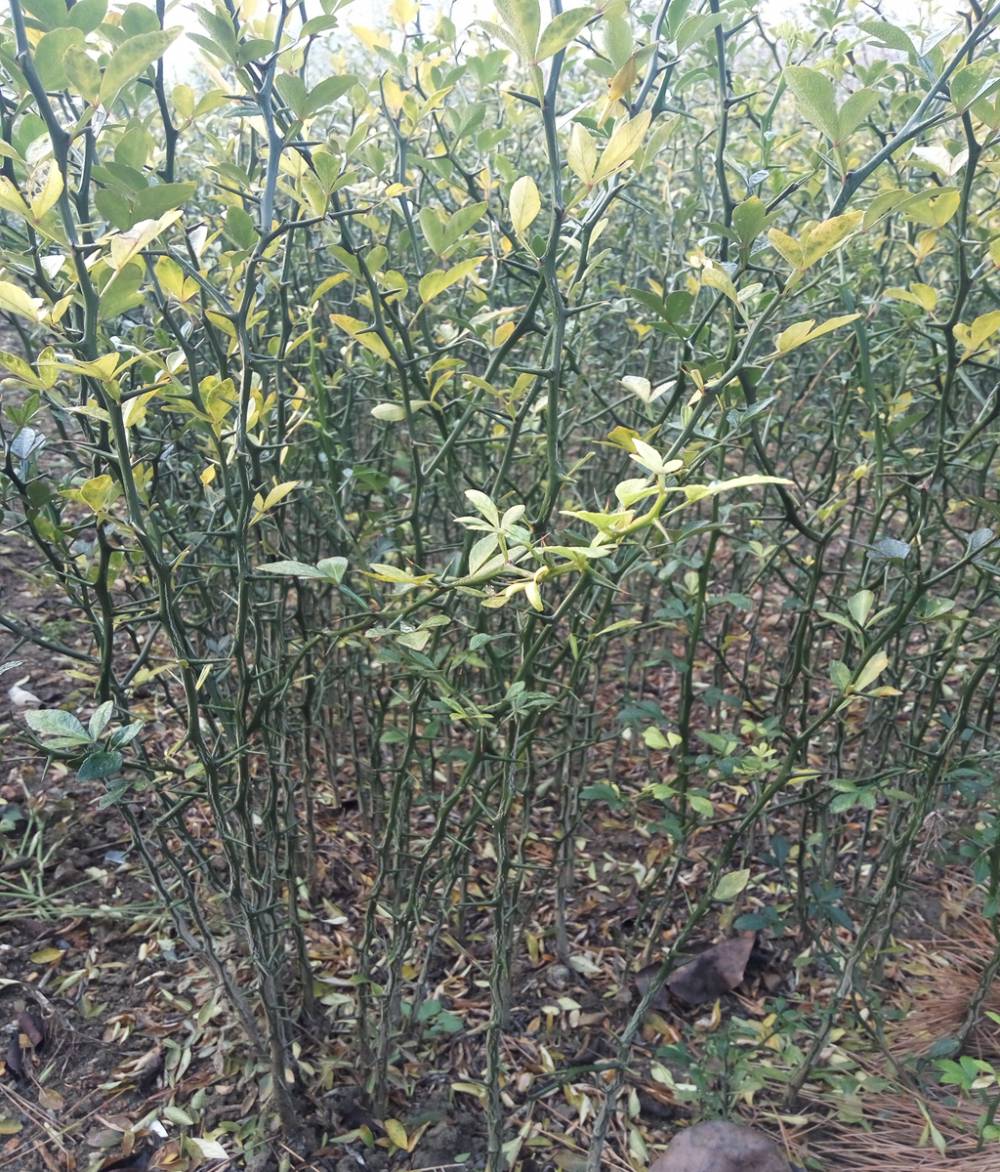 50厘米枸橘苗繁育方法盆景枸橘树苗基地供应今日行情