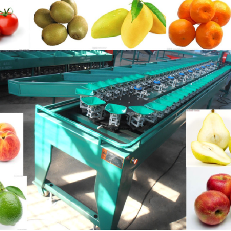2020水果大小分类机水果分拣设备水果分选机苹果分拣机选果机