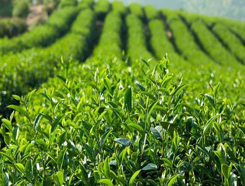 茶叶销售公司-大理茶叶-云南乐源农业公司