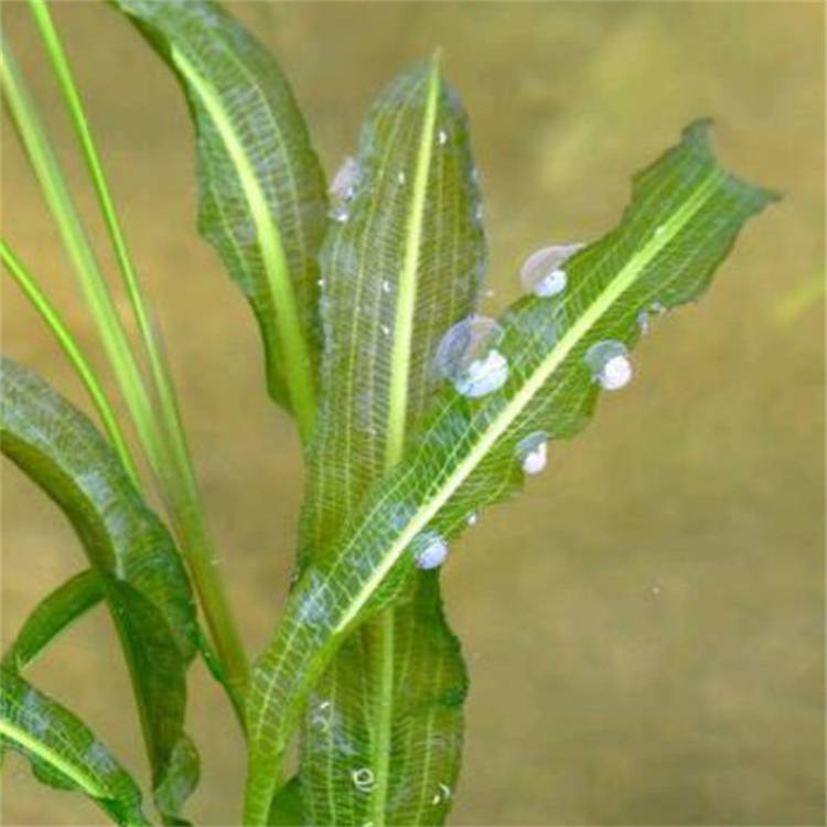 批发水生草本植物眼子菜湿地水体绿化水案板水上漂