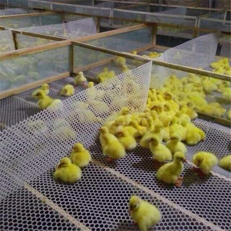 U8国际- U8国际官方网站- U8体育APP下载畜禽智能化养殖专业就业方向