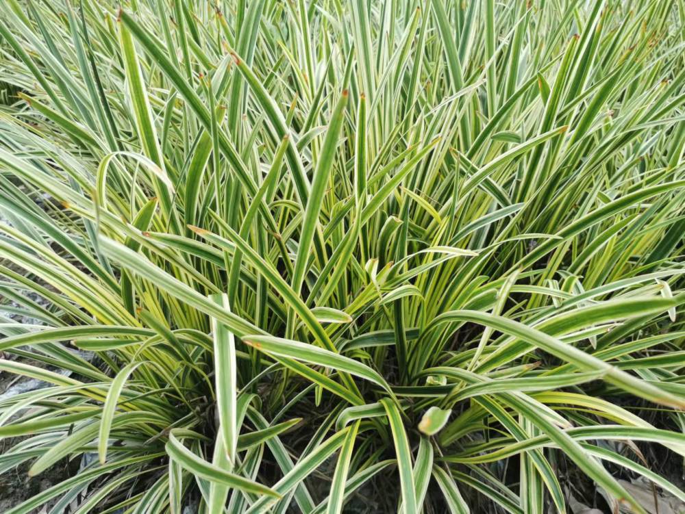 云南阔叶麦冬批发基地金边麦冬出售阔叶麦冬的价格