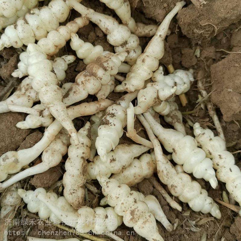 寶塔菜種子地葫蘆螺絲菜甘露子地牯牛草石蠶種子蔬菜種子地下藥材