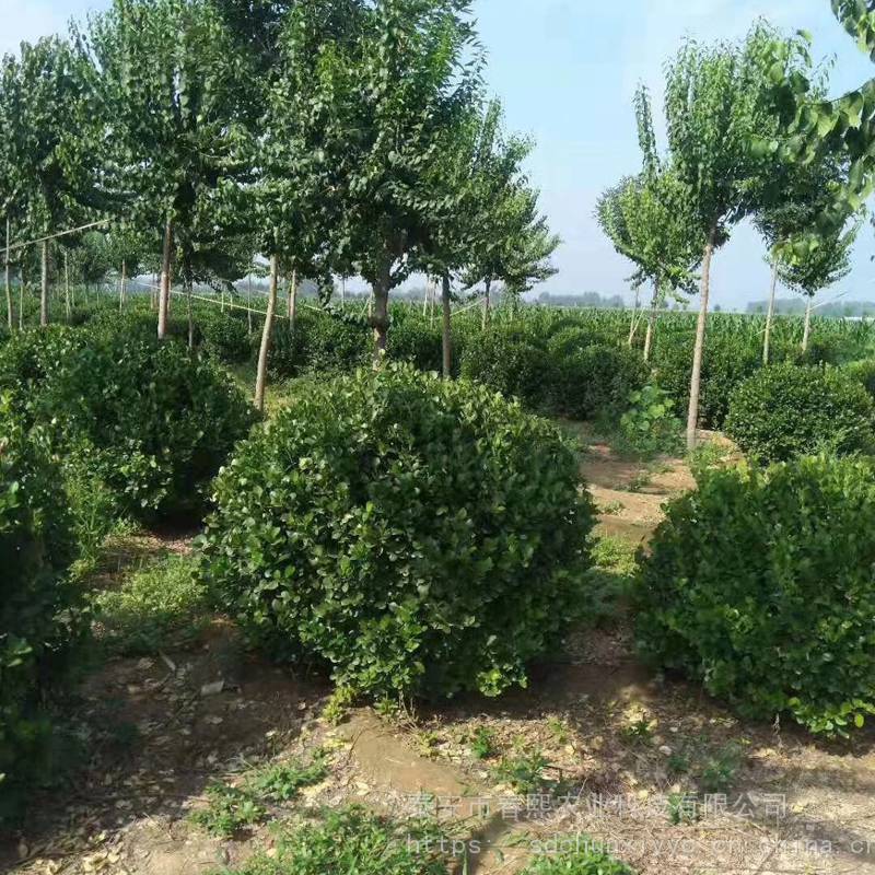 园林植物冬青球80公分1米冬青球绿化苗木批发冬青苗