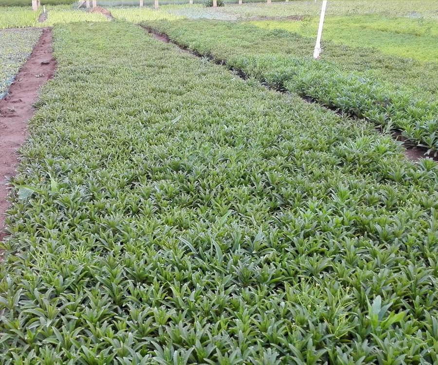 2020景天三七产地费菜工程苗三七景天袋苗